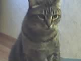corky